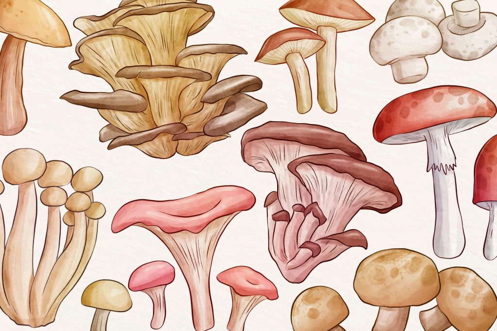 magic mushroom side effects